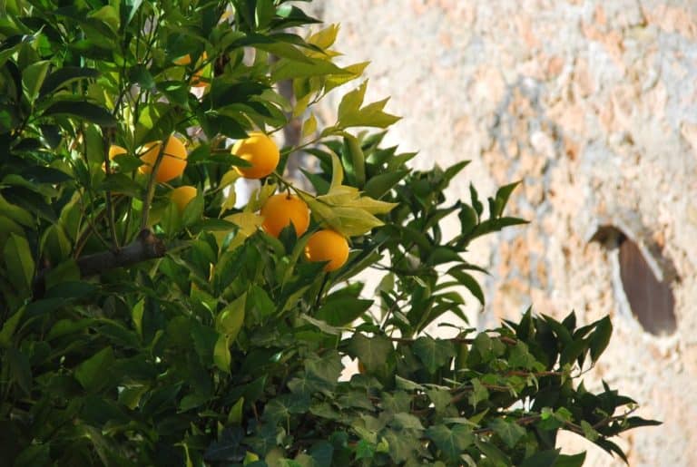 Italy, Verezzi – citrus, Dec.2012 (Liguria)