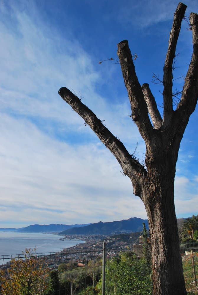 Italy, Verezzi – tree and blue sky, Dec.2012 (Liguria)