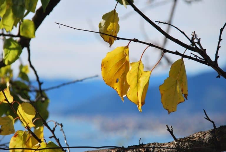 Italia, Verezzi – foglie gialle, dicembre 2012 (Liguria)