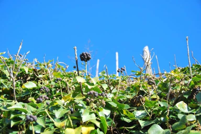 Italia, Verezzi – bacche e cielo, dicembre 2012 (Liguria)