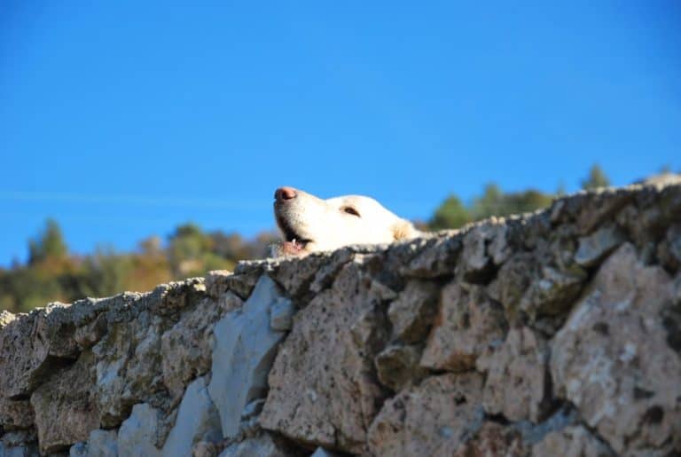 Italia, Verezzi – cane che abbaia, dicembre 2012 (Liguria)