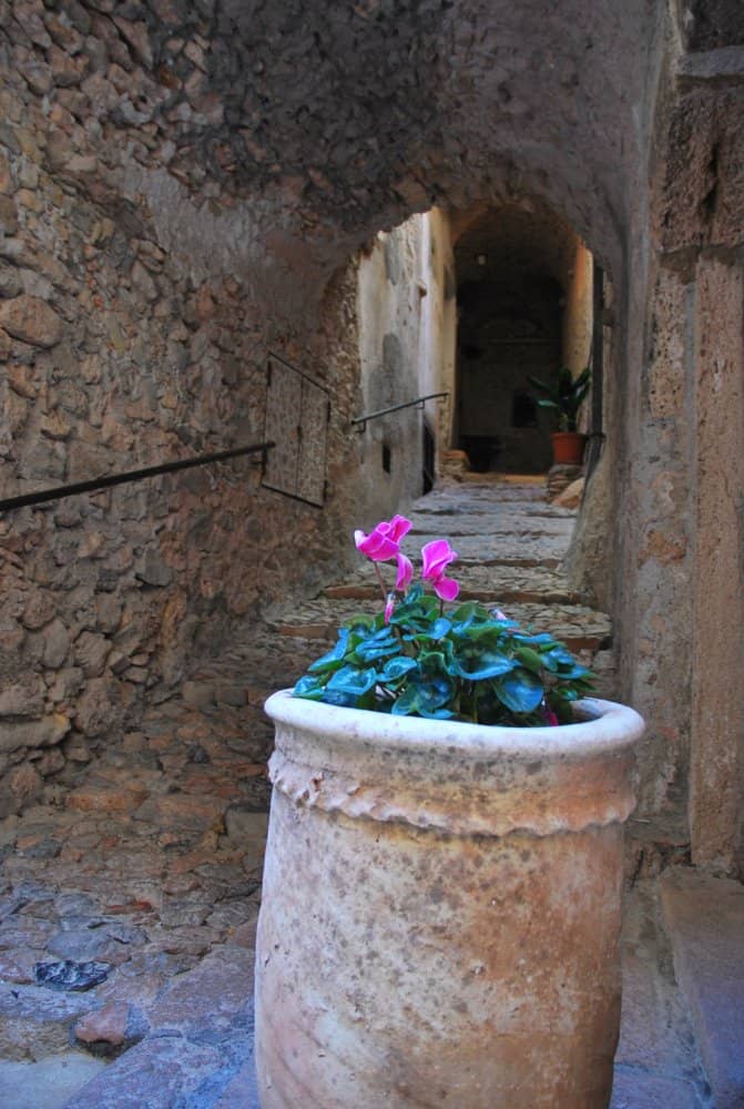 Italia, Verezzi – fiori rosa, dicembre 2012 (Liguria)