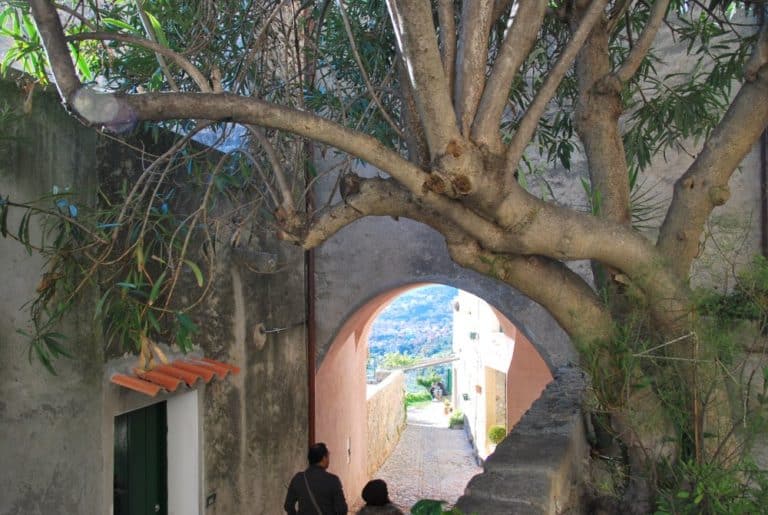 Italia, Verezzi – albero distorto, dicembre 2012 (Liguria)