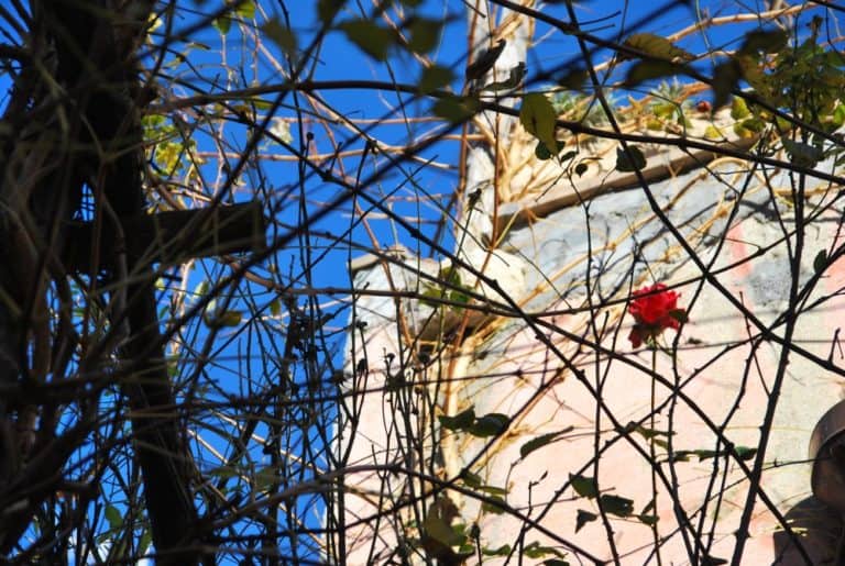 Italia, Verezzi – un fiore rosso, dicembre 2012 (Liguria)