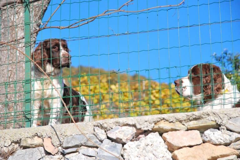 Italia, Verezzi – due cani, dicembre 2012 (Liguria)