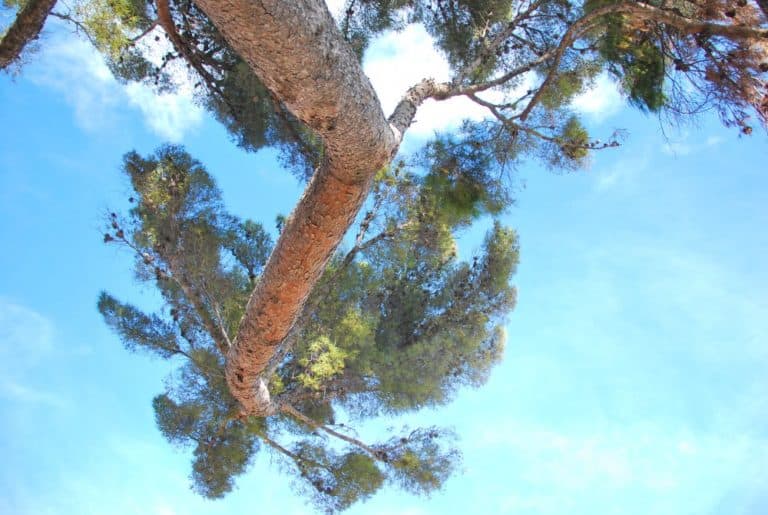 Italia, Verezzi – guardare un albero in alto, dicembre 2012 (Liguria)