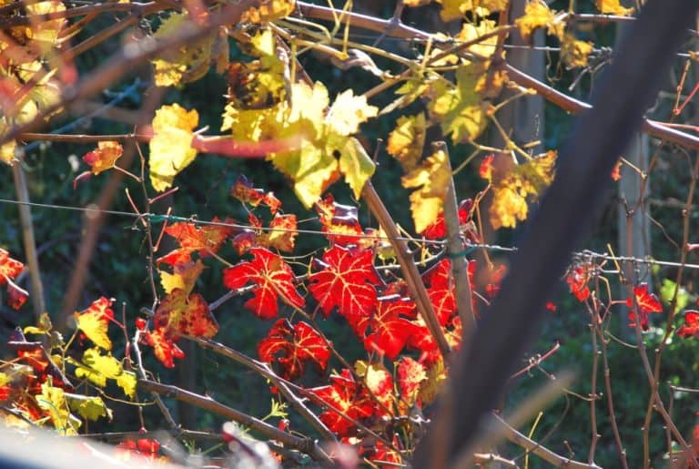 Italia, Verezzi – foglie rosse, dicembre 2012 (Liguria)