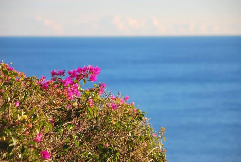 Italia, Verezzi – fiori e mare, dicembre 2012 (Liguria)