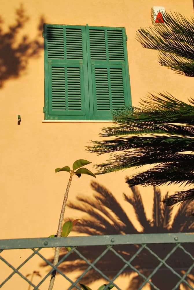 Italia, Verezzi – una palma e la sua ombra, dicembre 2012 (Liguria)
