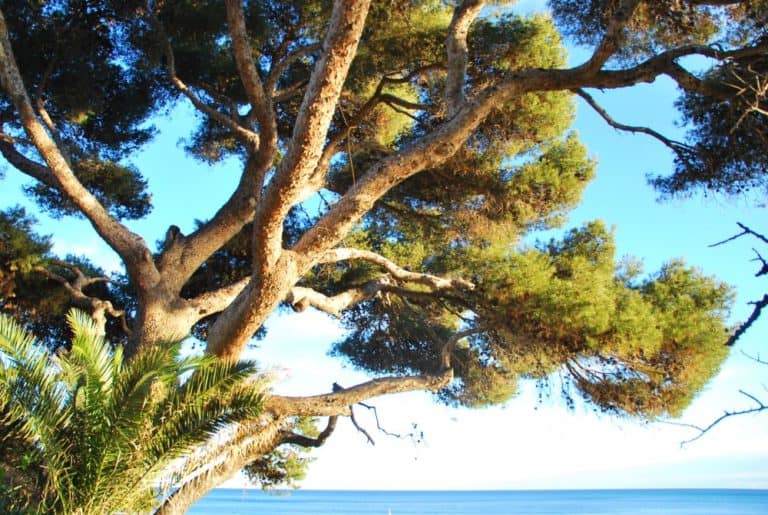 Italia, Verezzi – grande albero, dicembre 2012 (Liguria)