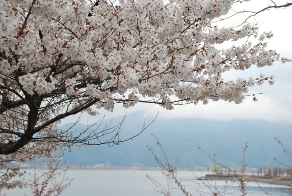 Fioritura dei ciliegi in Giappone