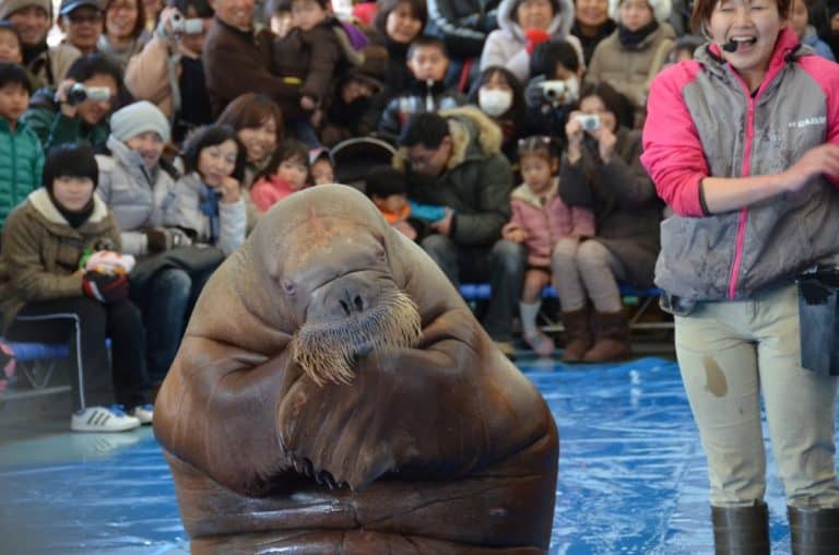 日本、伊勢志摩－水族館１４ 2013年1月 (伊勢志摩)