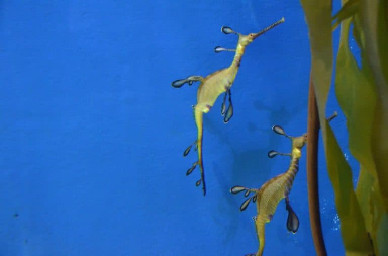 日本、伊勢志摩－水族館１１ 2013年1月 (伊勢志摩)