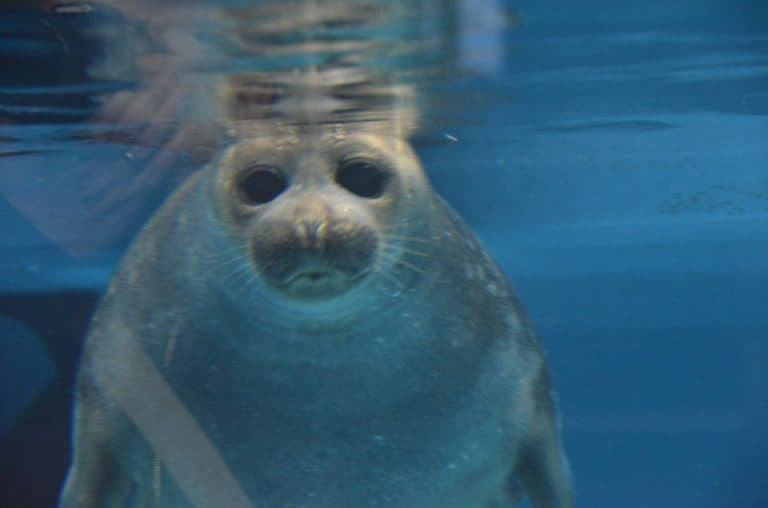 日本、伊勢志摩－水族館９ 2013年1月 (伊勢志摩)