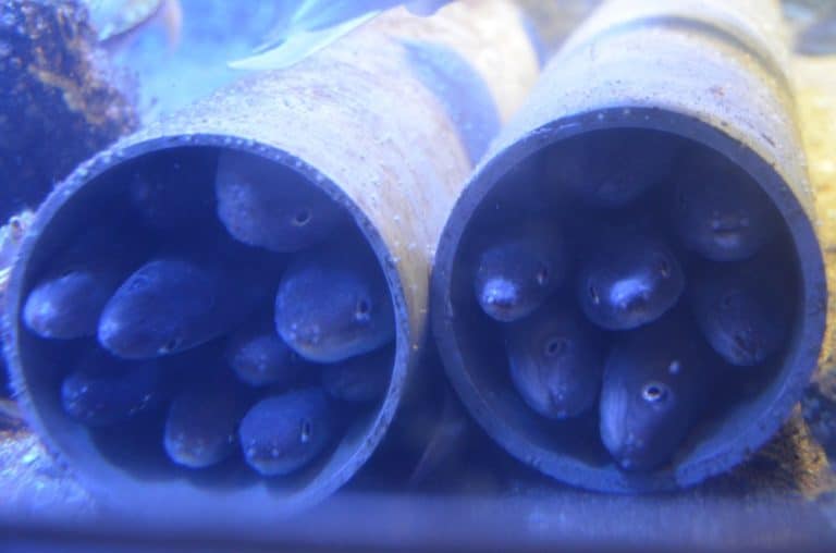 日本、伊勢志摩－水族館６ 2013年1月 (伊勢志摩)