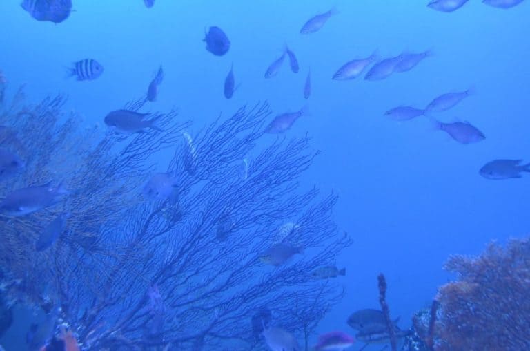 日本、伊勢志摩－水族館５ 2013年1月 (伊勢志摩)