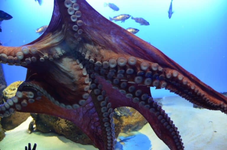 Japan, Iseshima – aquarium 4, Jan.2013 (Iseshima)