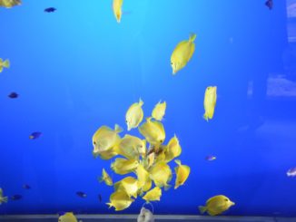 Japan, Iseshima – aquarium 4, Jan.2013