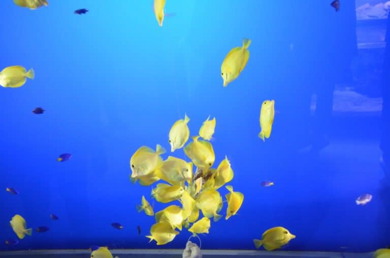 Japan, Iseshima – aquarium 3, Jan.2013 (Iseshima)
