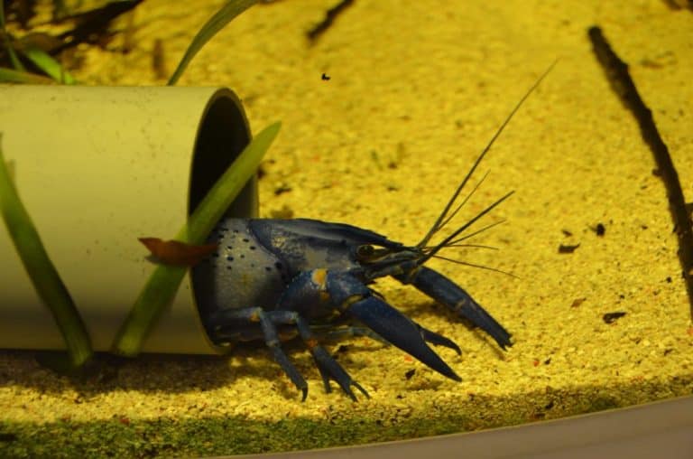 Japan, Iseshima – aquarium 2, Jan.2013 (Iseshima)