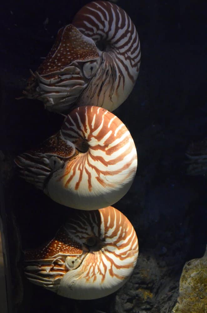 Japan, Iseshima – aquarium 1, Jan.2013 (Iseshima)
