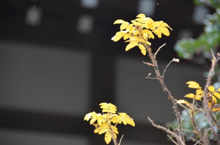 Giappone, Kamakura – giallo, dicembre 2012