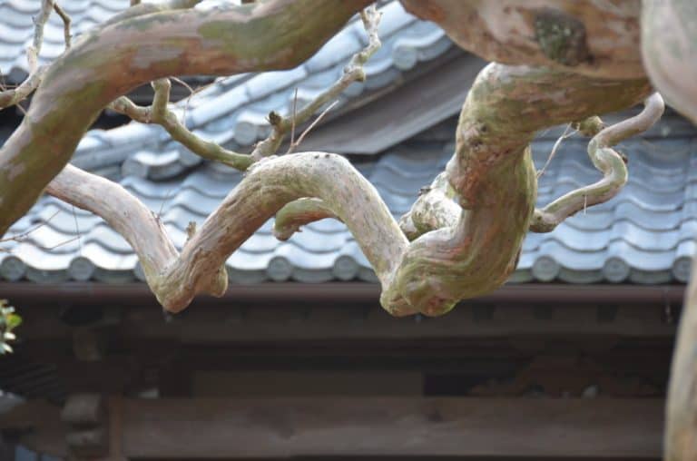 Japan, Kamakura – branches, Dec.2012