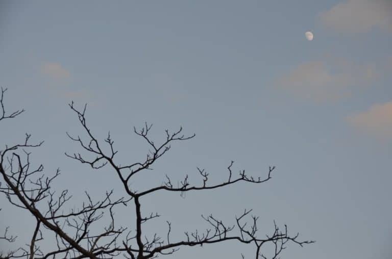 Japan, Kamakura – tree and moon, Dec.2012