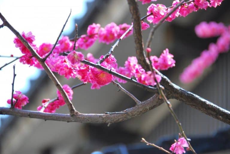 Giappone, Kanazawa – susino, aprile 2012 (Kanazawa)