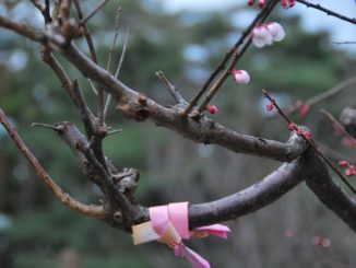 Japan, Kanazawa – plum, Apr. 2012