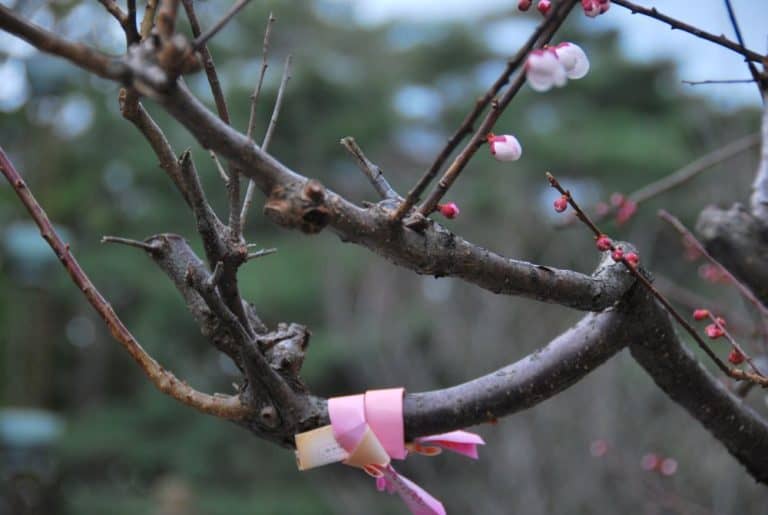 Giappone, Kanazawa – biglietto portafortuna, aprile 2012 (Kanazawa)