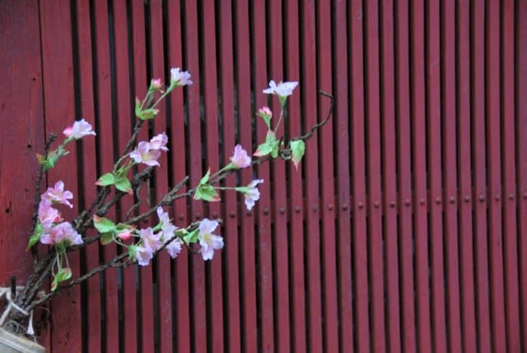 Giappone, Kanazawa – fiori artificiali, aprile 2012 (Kanazawa)