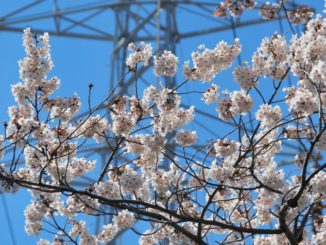 Japan, festival – view, Apr.2012