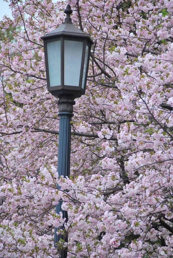 日本、東京－街灯と花 2012年4月 (東京)