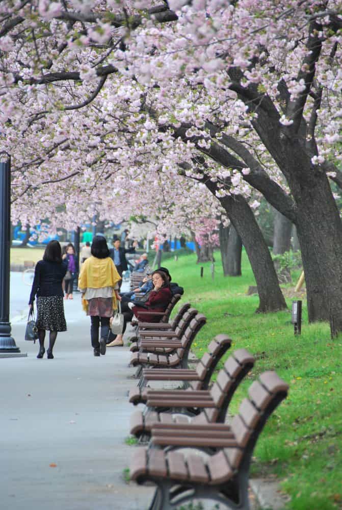 日本、東京－ベンチ 2012年4月 (東京)