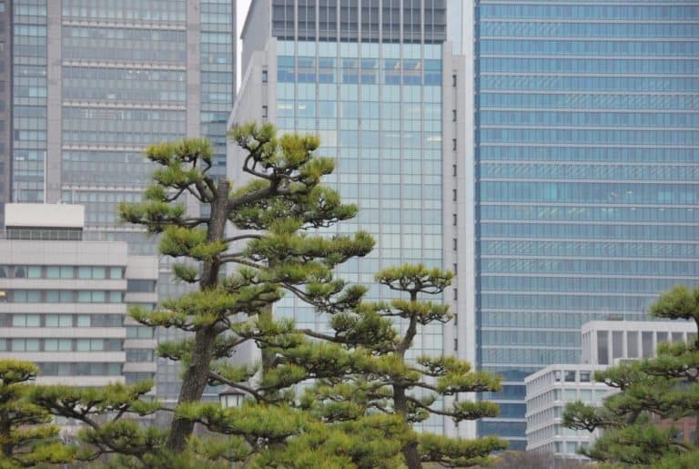 日本、東京－松と建物 2012年4月 (東京)
