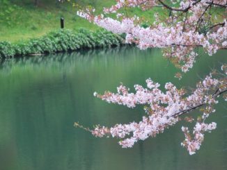 Japan, festival – view, Apr.2012