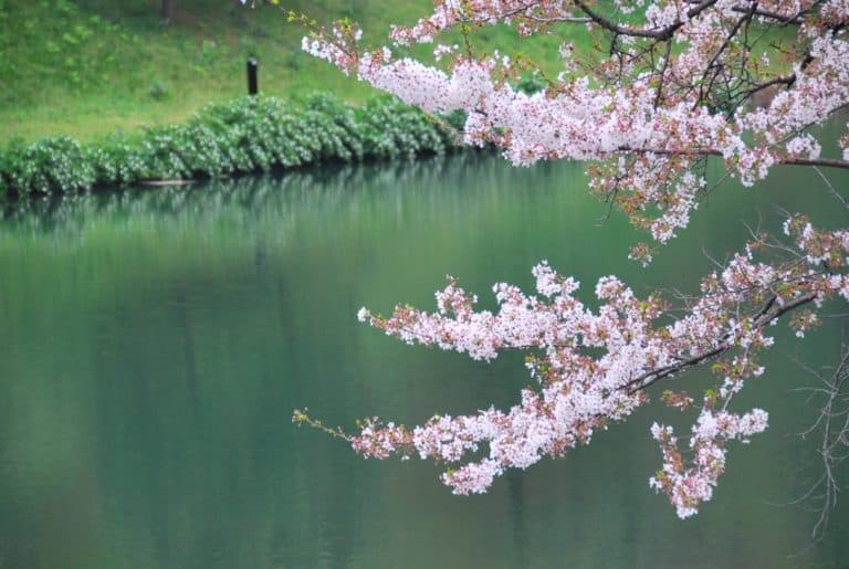 日本、東京－美 2012年4月 (東京)