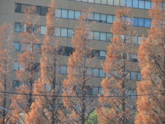 Japan, Tokyo – lines and shadows, Dec.2012