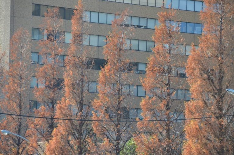 日本、東京－木々 2012年12月 (東京)