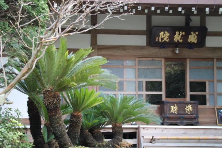 Japan, Kamakura – shrine with palm trees, Jan.2013