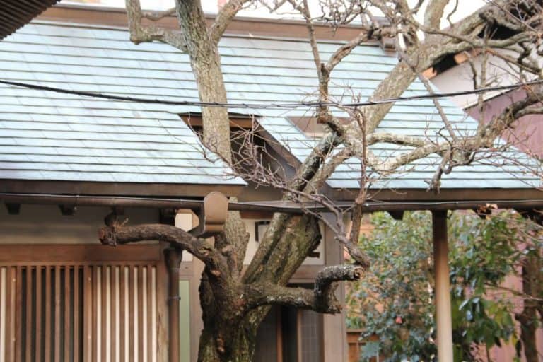 Japan, Kamakura – a tree in the house, Jan.2013