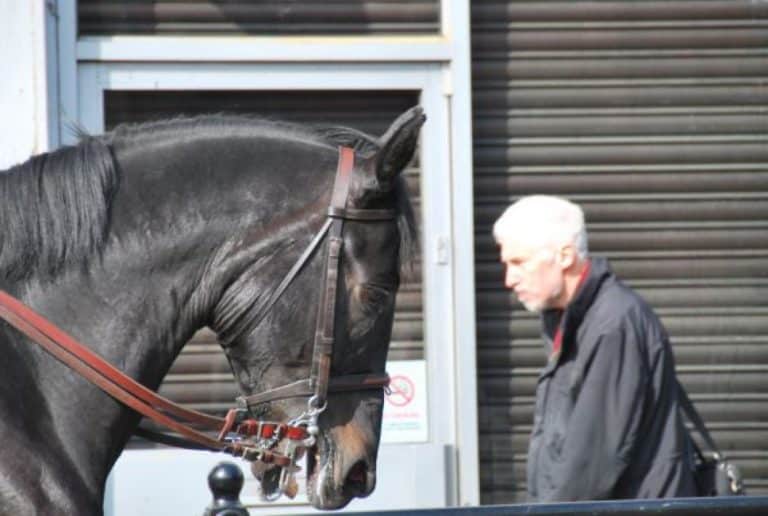 Inghilterra, Kingston  – cavallo e uomo anziano, marzo 2012