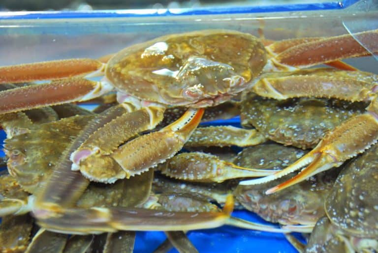 Korea, Busan – crabs, Apr.2012 (Busan)