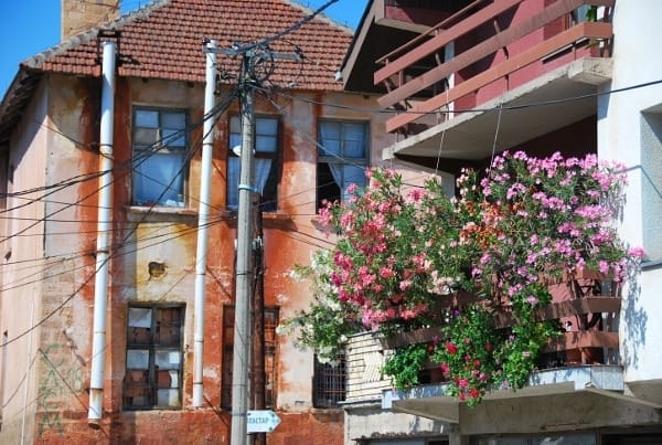 Macedonia, Kratovo – flowers, 2011