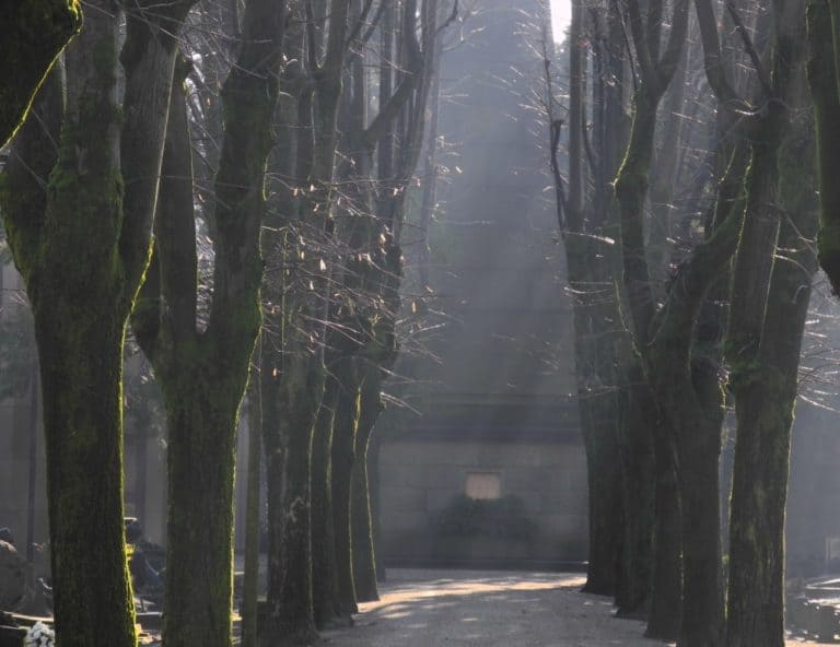 Milan, monumentale – trees, Jan.2015 (Milan)