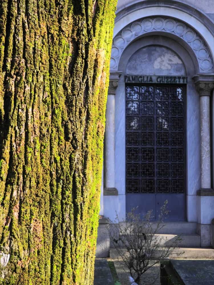 Milan, monumentale – texture of tree, Jan.2015 (Milan)