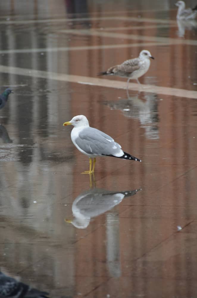 morning – seagulls, Oct.2015 (Venecia)