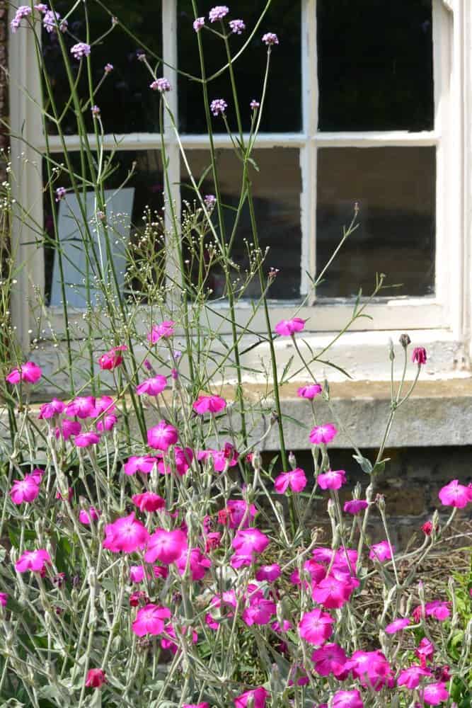 イングランド、ロンドン－ピンクの花 2013年7月 (ロンドン)