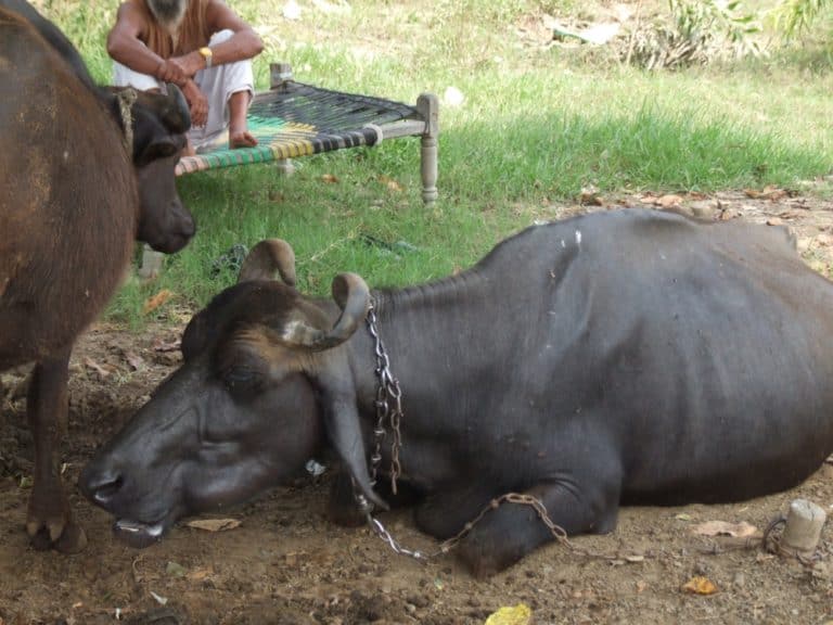 India, towards Dharamsala – cow, Sept.2006 (Dharamsala)